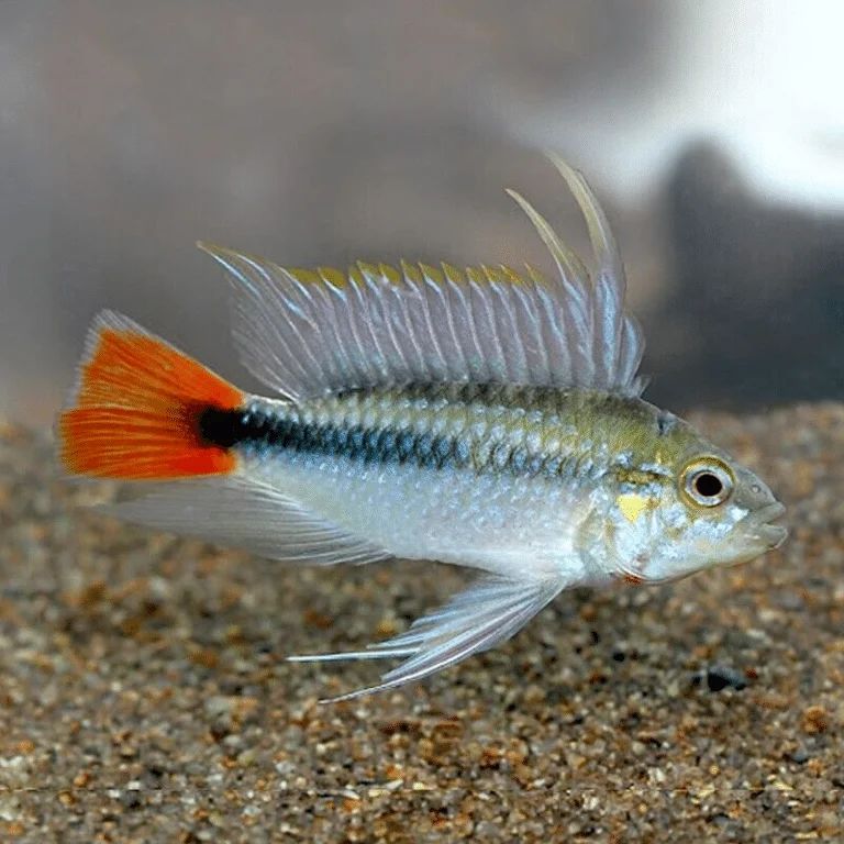 Apistogramma erythrura (Rio mamore)