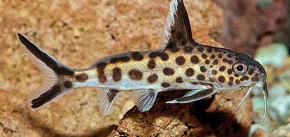 Cuckoo Catfish (Synodontis Petricola)