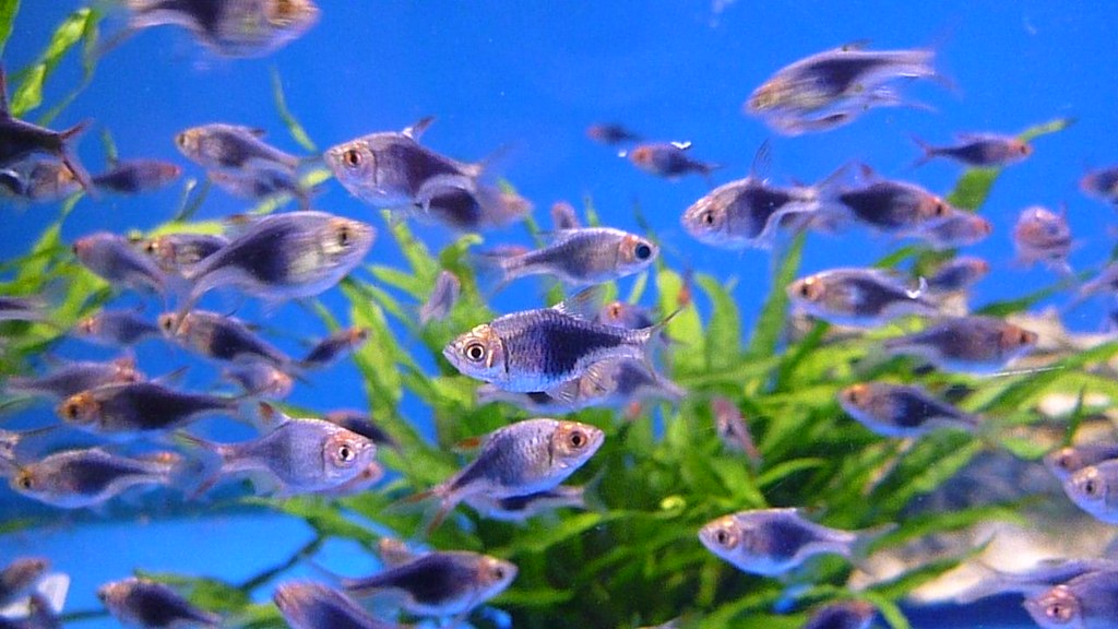 Purple Harlequin Rasbora (Trigonostigma heteromorpha)