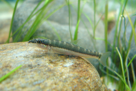 Stream Loach (Schistura savona) *WILD*