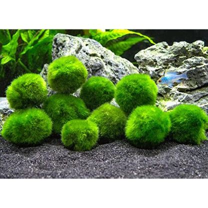 Moss Ball