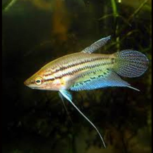 Croaking Gourami (Trichopsis vittata) * WILD *