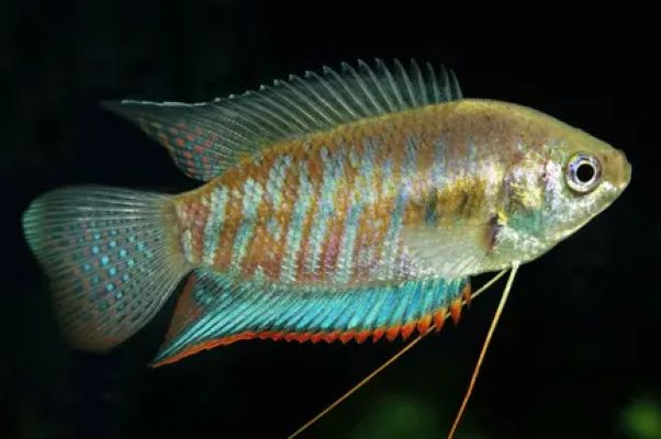 Thick-lipped gourami (Trichogaster labiosa)
