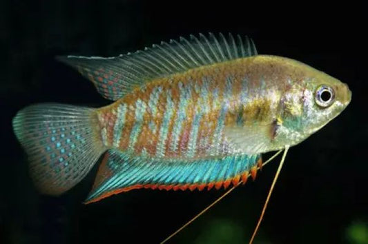 Thick-lipped gourami (Trichogaster labiosa)
