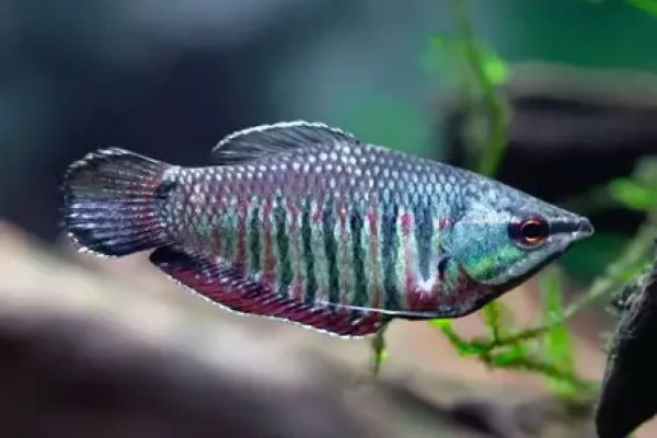 Samurai Gourami (Sphaerichthys vaillanti)