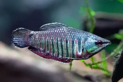 Samurai Gourami (Sphaerichthys vaillanti)