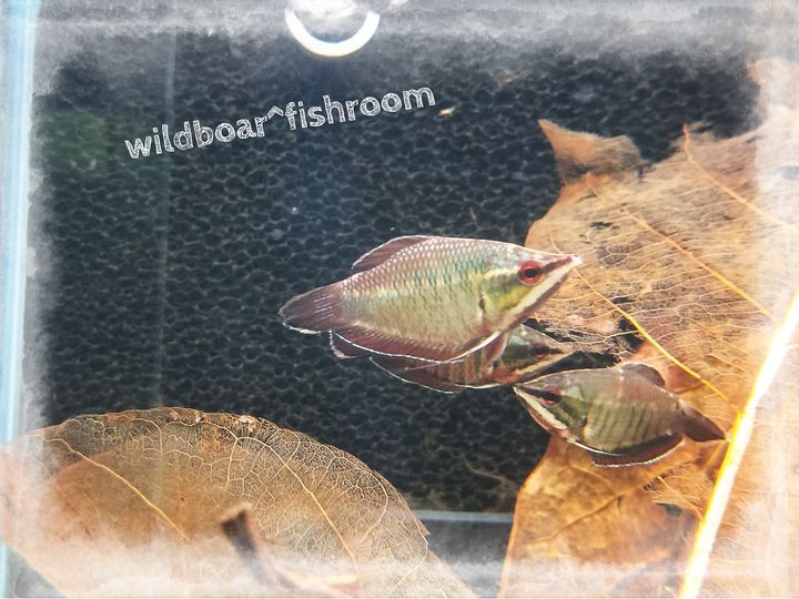 Samurai Gourami (Sphaerichthys vaillanti)