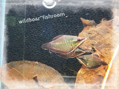Samurai Gourami (Sphaerichthys vaillanti)