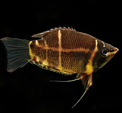 Chocolate gourami (Sphaerichthys osphromenoides)