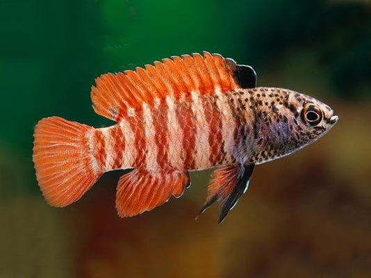 Dario sp. Myanmar (Tiger badis)