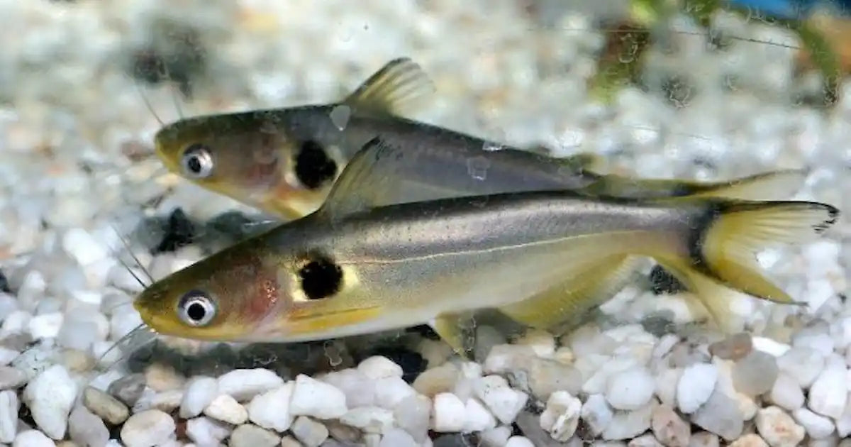 Sun Catfish (Horabagrus brachysoma)