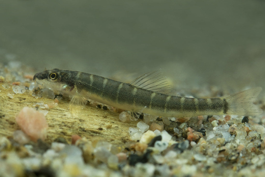 Stream Loach (Schistura savona) *WILD*