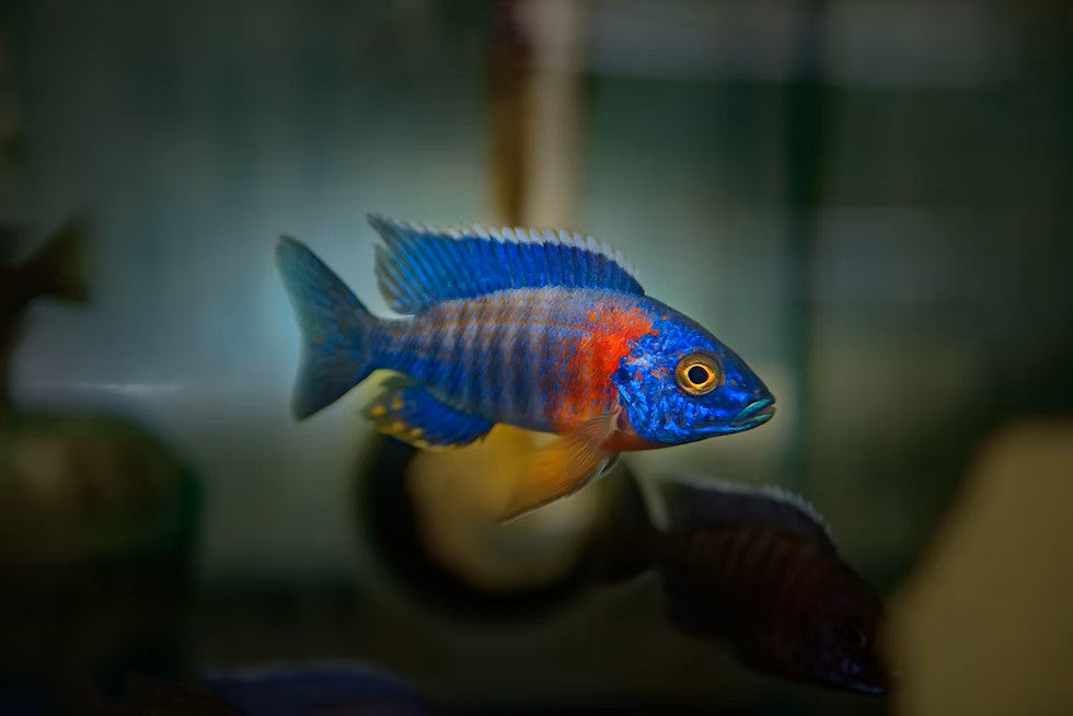 Red shoulder Peacock (Aulonocara hanbaenschi)