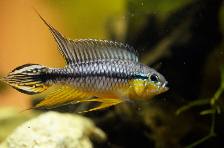 Apistogramma Agassizii ” Tefe “