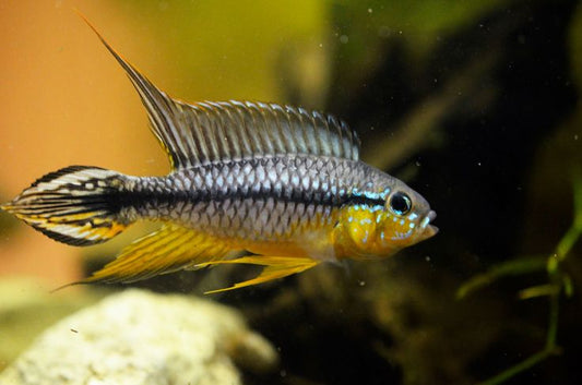 Apistogramma Agassizii ” Tefe “
