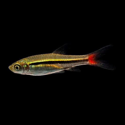 Blackline rasbora (Rasbora borapetensis) * WILD *
