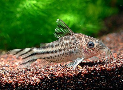 Corydoras robineae