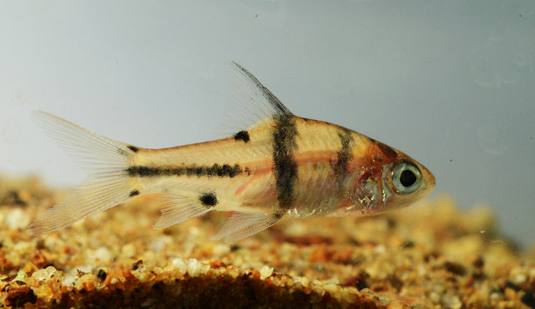Spanner Barb (Barbodes lateristriga) * WILD *