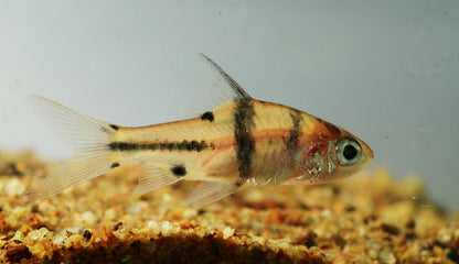 Spanner Barb (Barbodes lateristriga) * WILD *