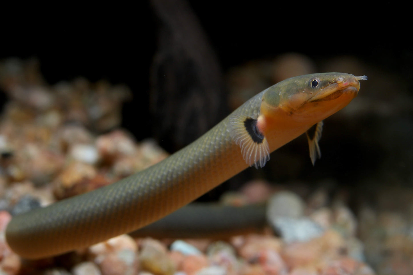 Rope fish (Erpetoichthys calabaricus) * WILD *