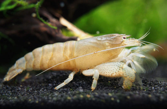Vampire shrimp x 2 , piano snail x 2 and rabbit snail x 2