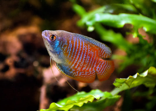Dwarf Gourami (Trichogaster lalius)