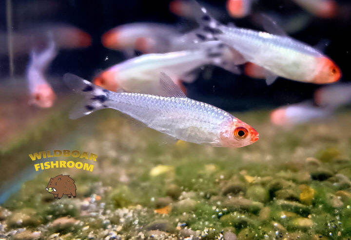 Platinum Rummy Nose Tetra