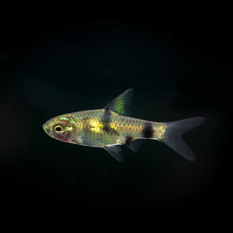 Golden Dwarf Barb (Pethia gelius) * WILD *