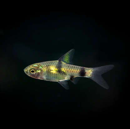 Golden Dwarf Barb (Pethia gelius) * WILD *