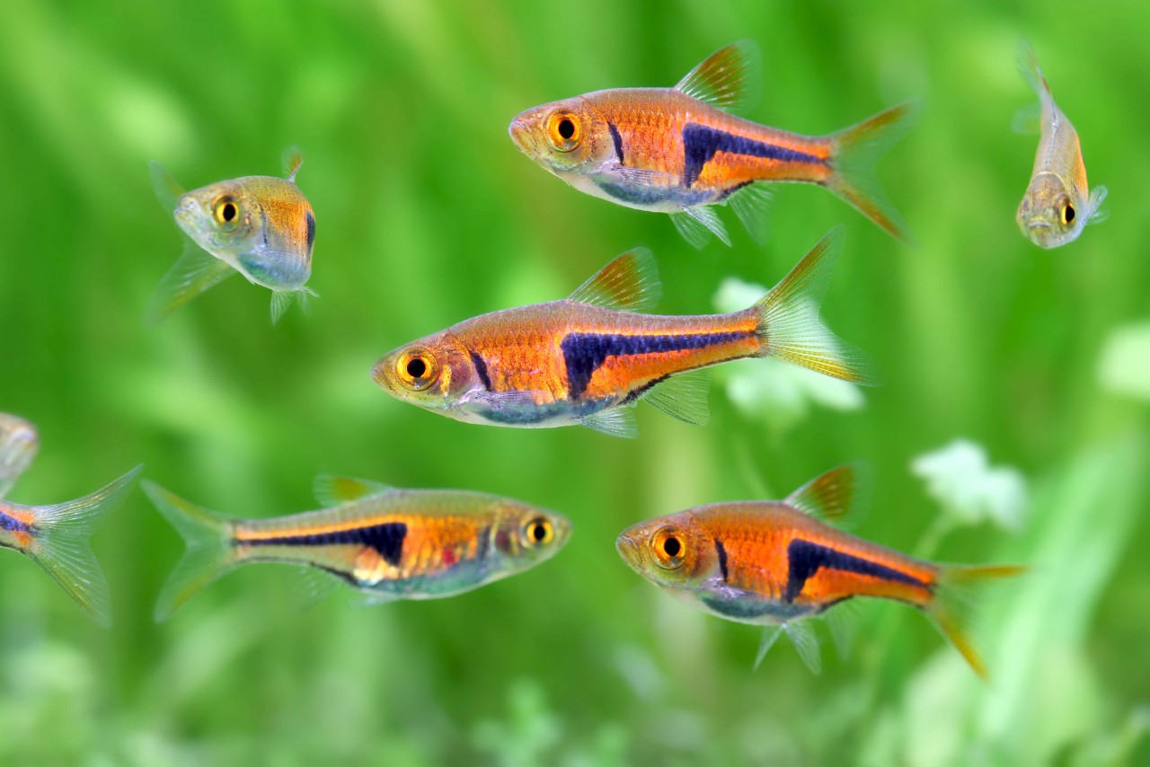 Lambchop Rasbora / Espei Rasboras (Trigonostigma Espei)