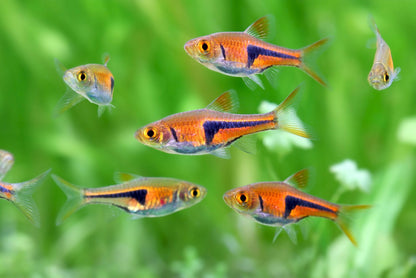 Lambchop Rasbora / Espei Rasboras (Trigonostigma Espei)