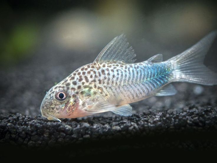 Corydoras similis
