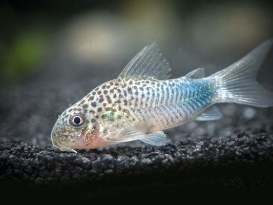 Corydoras similis