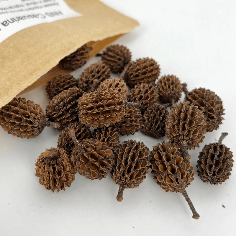 ANS Casuarina Cones Aquarium