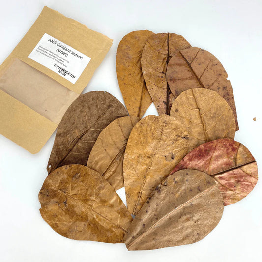 ANS Catappa Leaves Small | Indian Almond Leaves