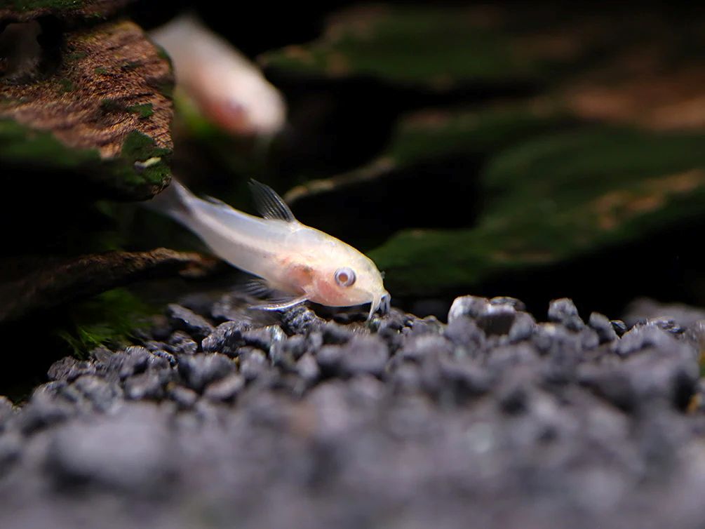 Albino pygmy corydoras