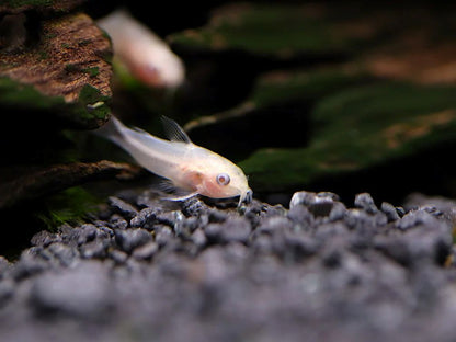 Albino pygmy corydoras