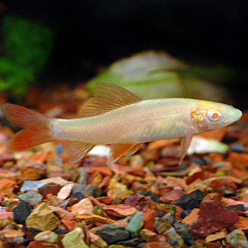 Albino Rainbow Shark (Epalzeorhynchos frenatus)