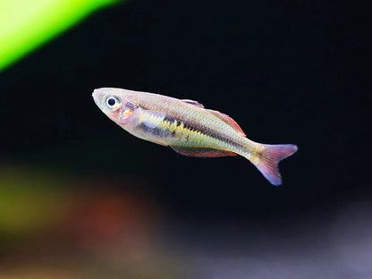 Wapoga Rainbowfish (Chilatherina alleni)