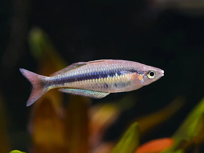 Wapoga Rainbowfish (Chilatherina alleni)
