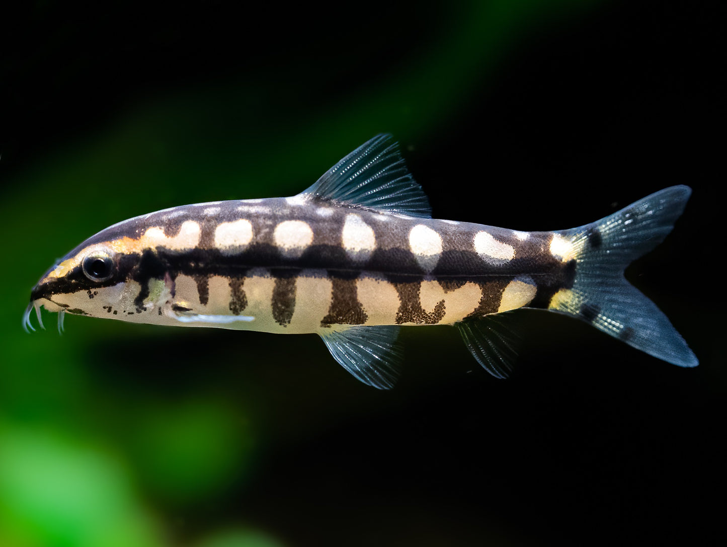 Dwarf chain loach (Ambastaia sidthimunki)