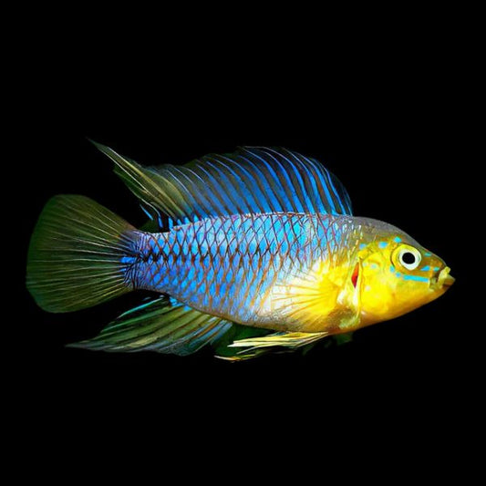 Apistogramma borelli