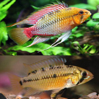 Apistogramma Hongsloi