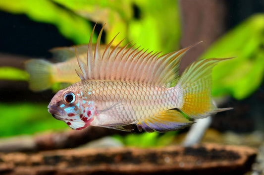 Apistogramma megaptera