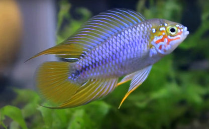 Apistogramma borellii opal