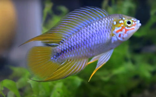 Apistogramma borellii opal