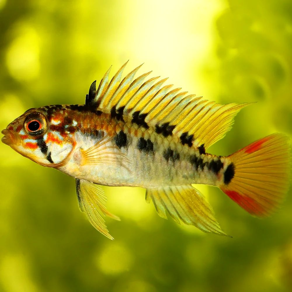 Apistogramma macmasteri (red shoulder macmasteri)