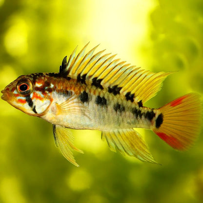 Apistogramma macmasteri (red shoulder macmasteri)