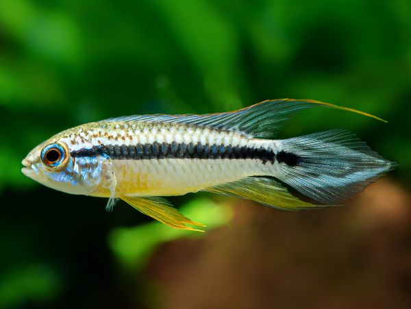 Apistogramma Agassizii ” Tefe “
