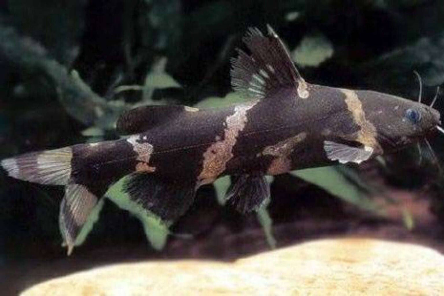 Asian Bumblebee Catfish (Pseudomystus siamensis)
